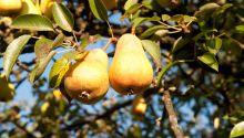 By Their Fruits