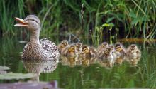 Ecology and the Bible