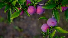 Works or Grace: Which Is Necessary for Salvation?