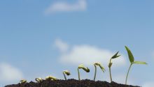 Photo of growing seedlings to illustrate the article What Does It Mean to Be Called by God?
