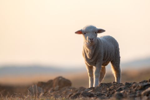 Photo of a lamb, to illustrate the article Jesus and Passover: How Did Passover Change Under the New Covenant?