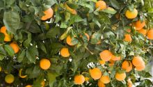 The Fruit of the Spirit