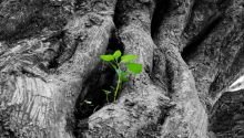 Tree of life