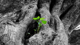 The Tree of Life