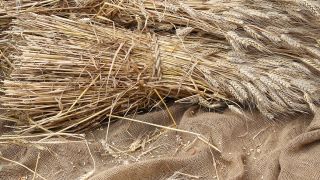 What Was Jesus’ Mission and Purpose? 